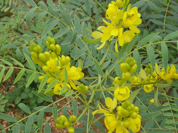 200  Seeds Cassia angustifolia ,Senna Seeds, Indian Senna, Cassia Senna