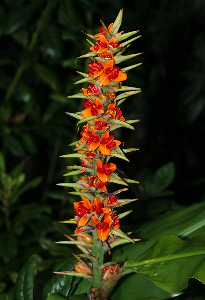 25 Hedychium gardnerianum Seeds , Kahili Ginger, Ker-Gawl Seeds