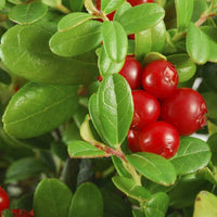 10 Vaccinium macrocarpon seeds, Cranberry Seeds