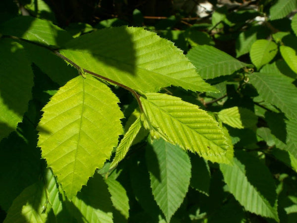 10   Carpinus tschonoskii Seeds