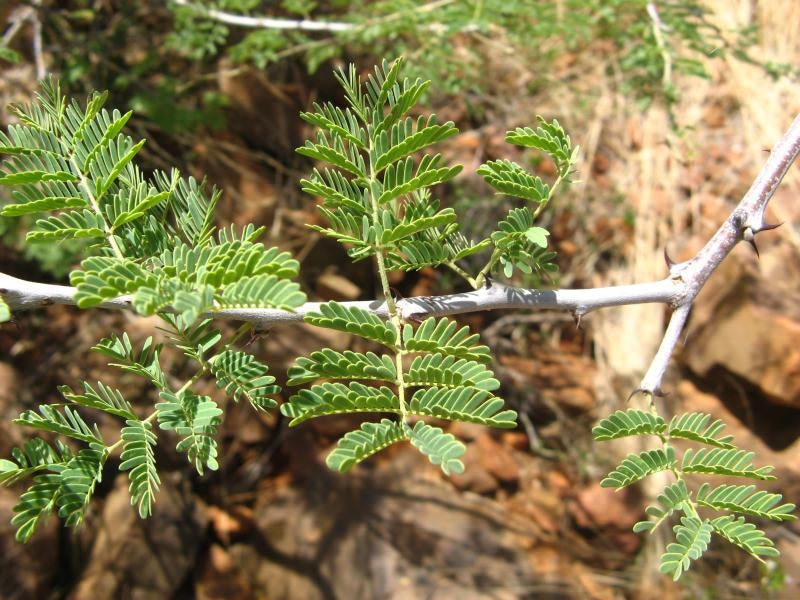 50 Acacia senegal ,Senegalia senegal, Gum Arabic Tree Seeds
