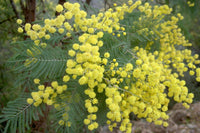 100 Acacia dealbata Seeds, Silver Wattle Seeds