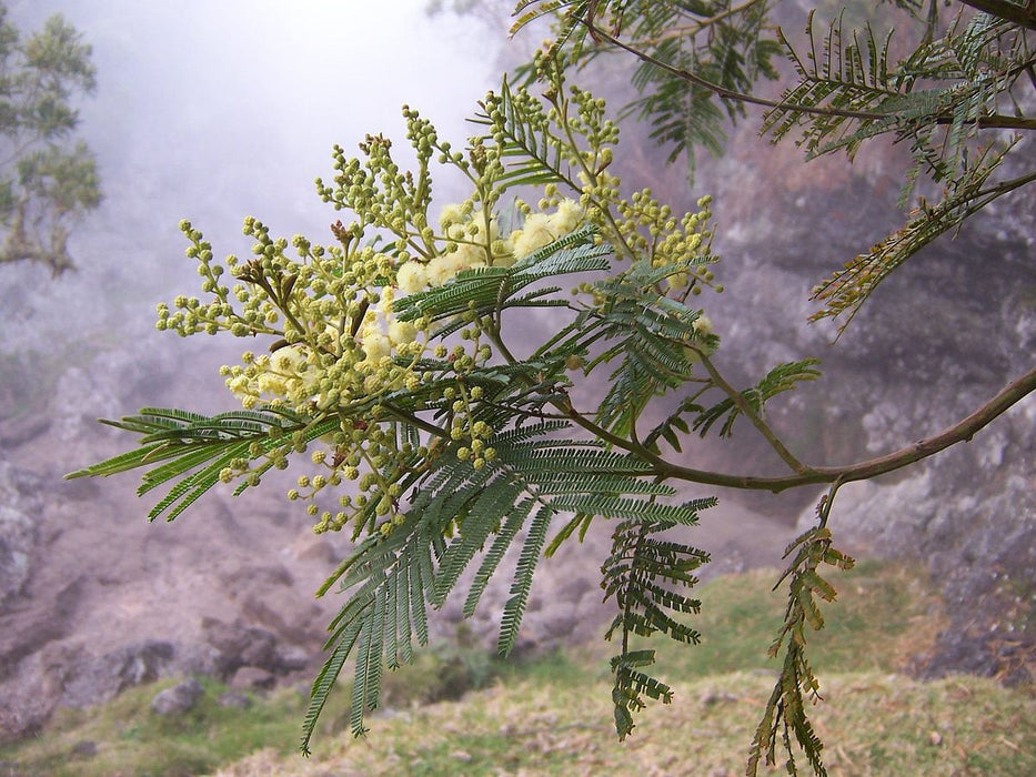 50  Acacia mearnsii Seeds, black wattle Seeds