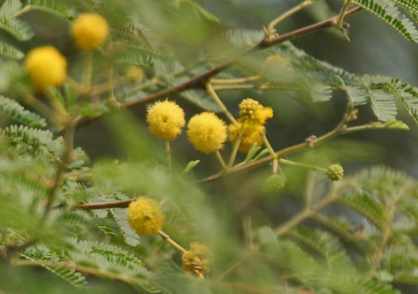 50 Seeds Acacia nilotica Seeds, Gum Arabic