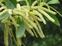 100  Acacia mangium Seeds ,Black Wattle, Hickory Wattle, Mangium Seeds