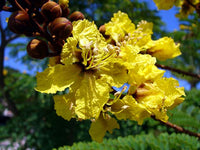 100   Seeds Peltophorum dubium, Yellow Poinciana, Copperpod, Horsebush, Yellow Jacaranda