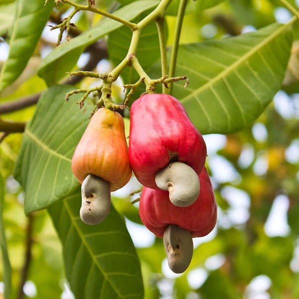 15 Seeds Anacardium occidentale ,Cashew nut Fruit Seeds