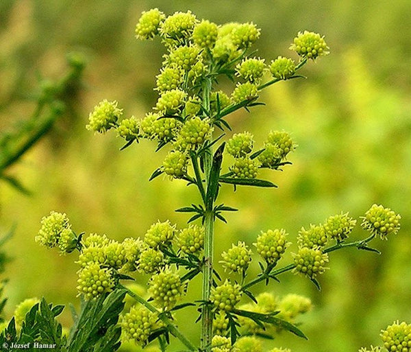 300 Seeds  Artemisia annua ,sweet wormwood, sweet annie, sweet sagewort ,