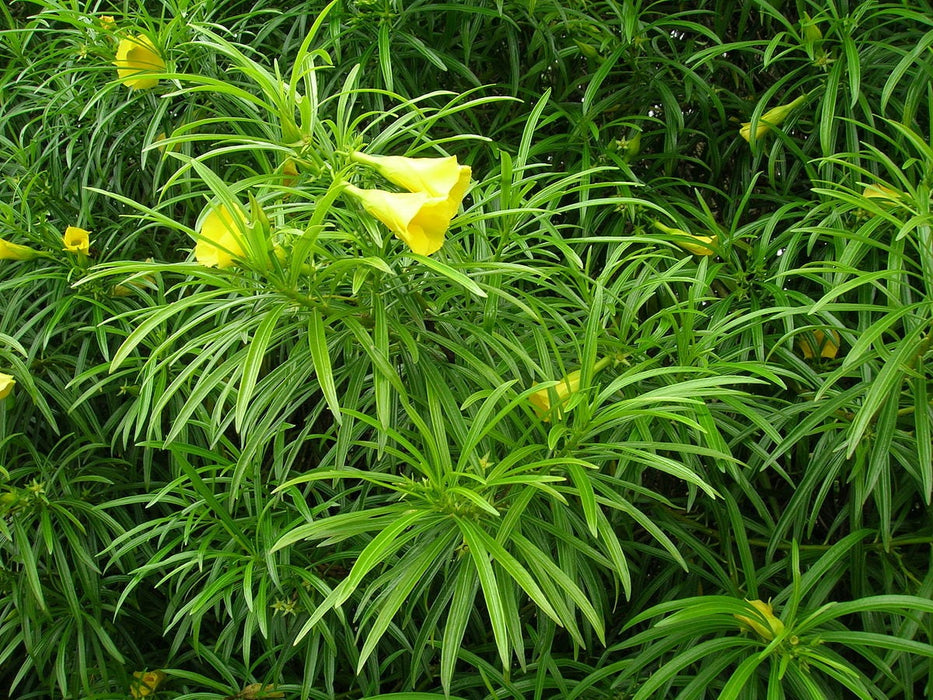 15  Seeds Thevetia neriifolia , Lucky Nut, Yellow Oleander, Mexican Oleander