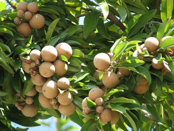 20  Achras sapota ,Chico Sapote, Zapote,Manilkara zapota Seeds