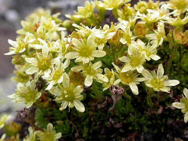 25 Saxifraga moschata Seeds,   Cloth of Gold Seeds