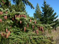 10  Pseudotsuga menziesii, Douglas fir Seeds