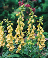 20 Verbascum grandiflora Seeds