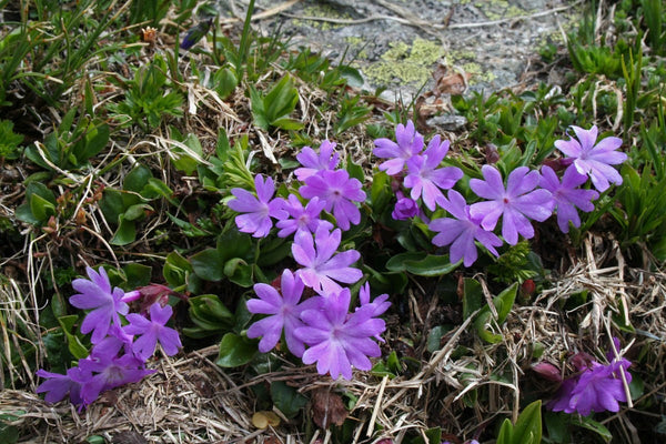 25 Seeds Primula integrifolia