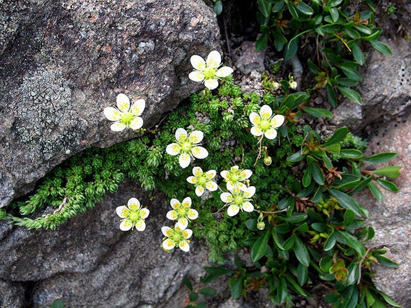 25  Saxifraga bryoides Seeds, Mossy saxifrage Seeds