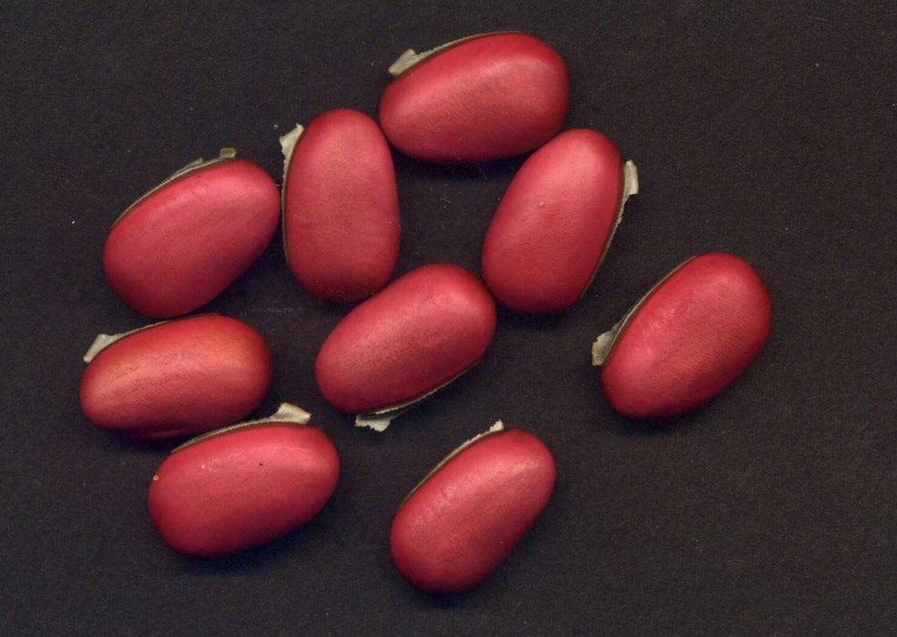 20  Seeds Canavalia gladiata, Sword Beans, Vine Seeds