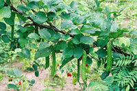 20  Seeds Canavalia gladiata, Sword Beans, Vine Seeds