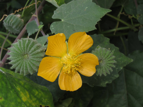 300 Abutilon indicum Seeds, Country Mallow, Abutilon, Indian abutilon