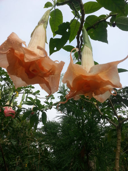 25  Seeds Brugmansia Orange Sunshine Seeds. Orange Trumpet Seeds.Angel Trumpet,