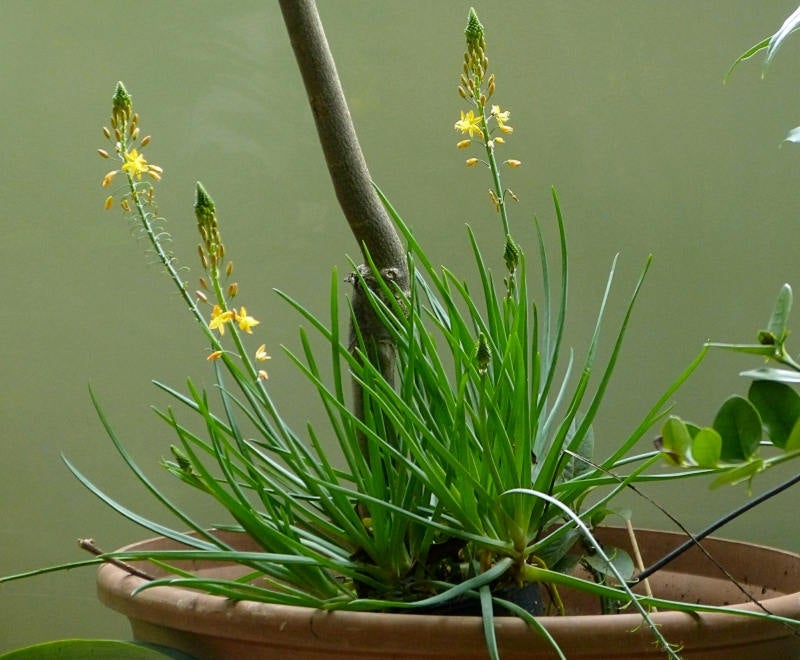 25  Bulbine natalensis Seeds ,For Growing Plants