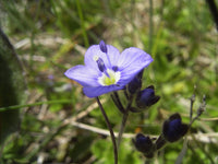 20 Veronica aphylla Seeds, leafless stemmed speedwell