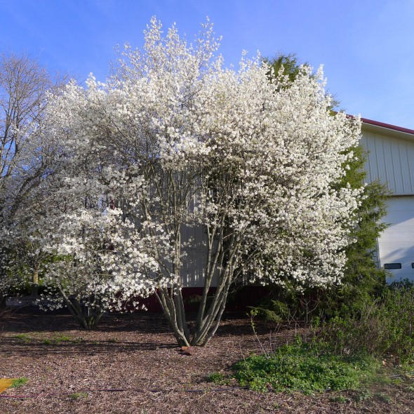 15  Amelanchier laevis Seeds, Allegheny serviceberry,