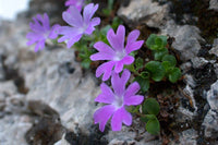 25  Seeds Primula tyrolensis