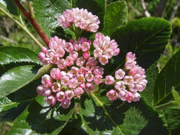 5 Seeds Sorbus chamaemespilus