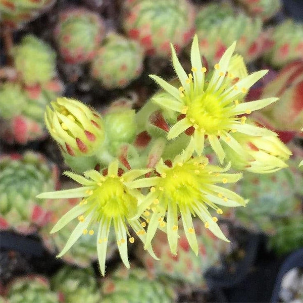 25  Sempervivum wulfenii Seeds, Yellow houseleek plant Seeds