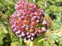 20 Sedum anacampseros Seeds,Love restoring Stonecrop Seeds