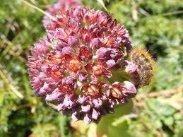 20 Sedum anacampseros Seeds,Love restoring Stonecrop Seeds