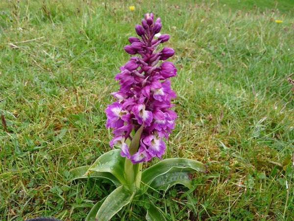 100 +  Orchis mascula Seeds, early purple orchid Seeds,