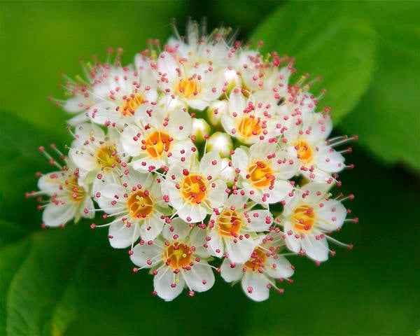 25 Physocarpus opulifolius Seeds, Diablo Seeds, ninebark Seeds