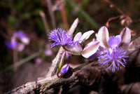 100  Polygala tenuifolia Seeds, Yuan Zhi Seeds