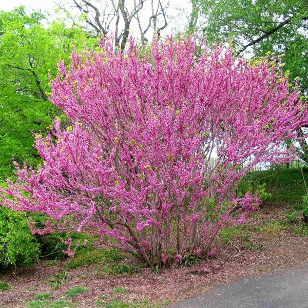 100  Seeds Cercis Chinensis- Judas Tree Seeds