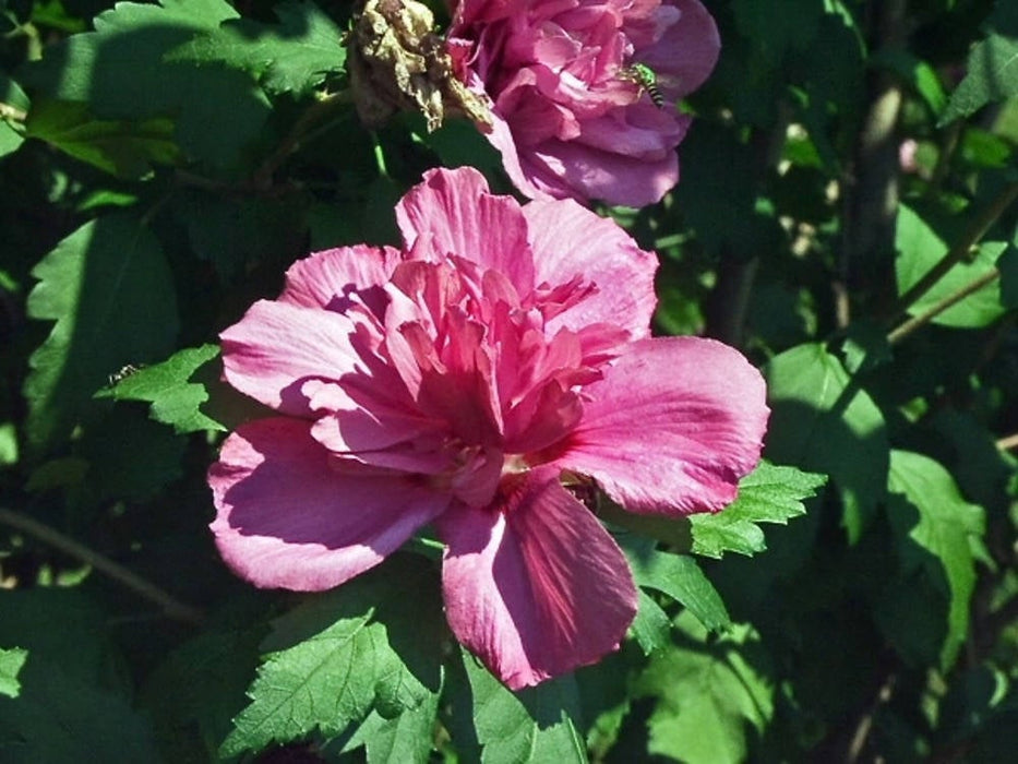 25 Hibiscus syriacus Seeds, rose of Sharon, Syrian ketmia , rose mallow
