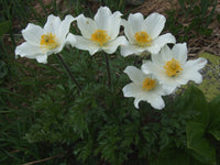 20  Seeds pulsatilla alpina subsp austriaca, Alpine Pasque Flower Seeds,