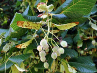 5 Tilia grandifolia Seeds, Tilia platyphyllos Seeds