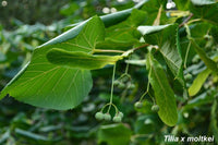 10 Seeds TILIA x MOLTKEI