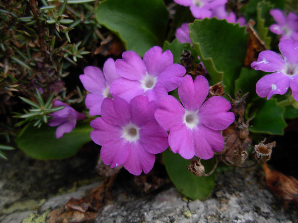 25 Primula hirsuta Seeds, Alpine Seeds