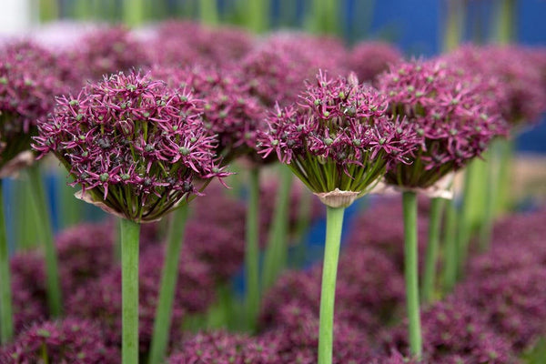 20 Allium atropurpureum Seeds, Ornamental Allium Dark Maroon Allium