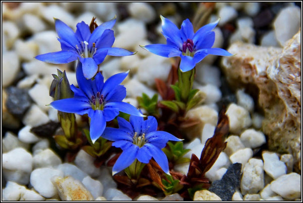 20 Gentiana pyramidalis Seeds, Gentianella amarella Seeds