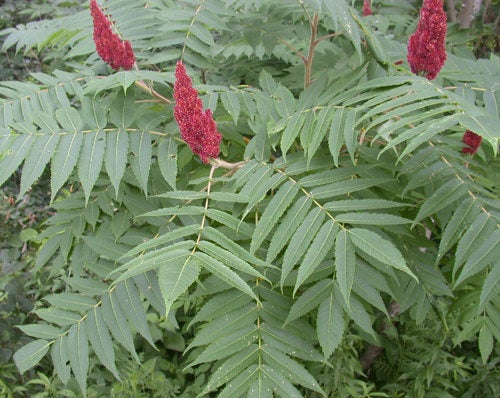 50 Seeds Rhus typhina Seeds, staghorn sumac Seeds