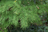 50  Seeds Pseudolarix amabilis , Golden Larch, False Larch, Golden Pine Seeds