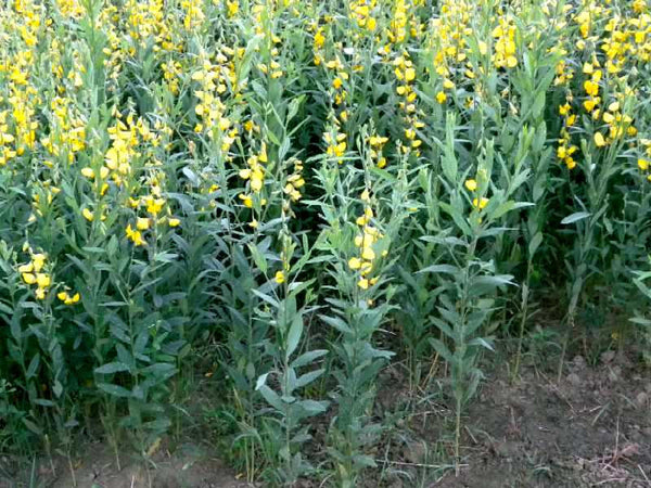 100  Crotalaria juncea, Sunn Seeds