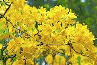 20 Rhodendron luteum Seeds, yellow azalea ,honeysuckle azalea,