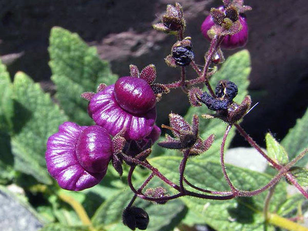 20  Seeds Calceolaria Purpurea Seeds ,Pocketbook Flower Seeds - Seeds And Smiles - Buy Top Quality Seeds With Free Worldwide Shipping