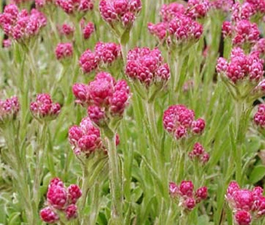 20 Antennaria dioica Seeds, Catsfoot plant Seeds,
