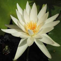 20 Nymphaea ampla Seeds,  White lotus Seeds