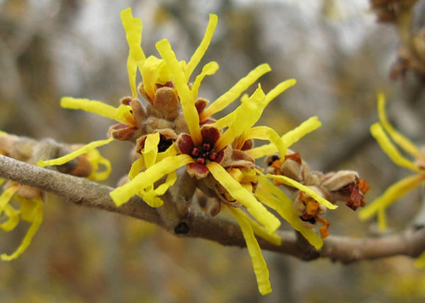 50  Hamamelis mollis Seeds, Chinese Witch Hazel Seeds.